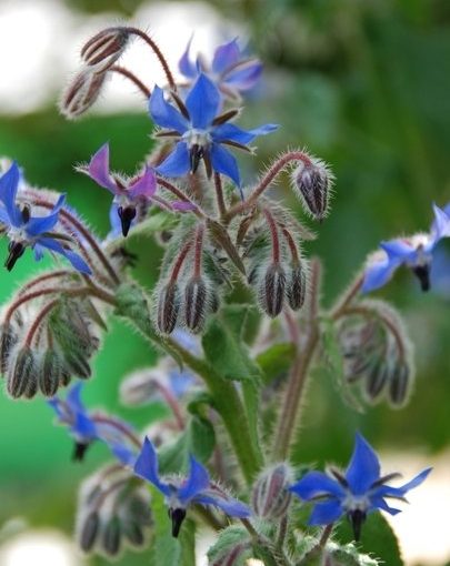 Borage Herb Seeds (100) Tamar Organics