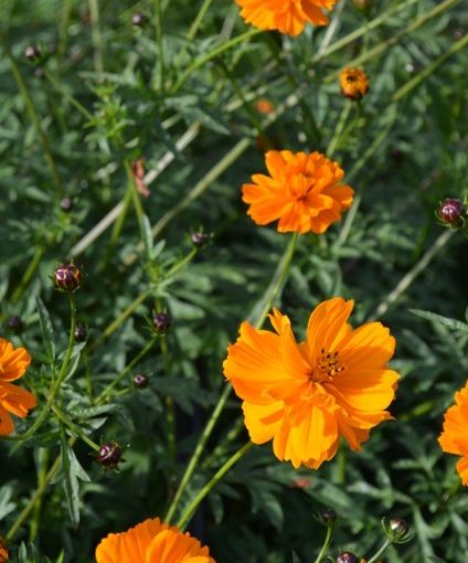 Cosmos Orange Cosmea (75 Seeds) Tamar Organics